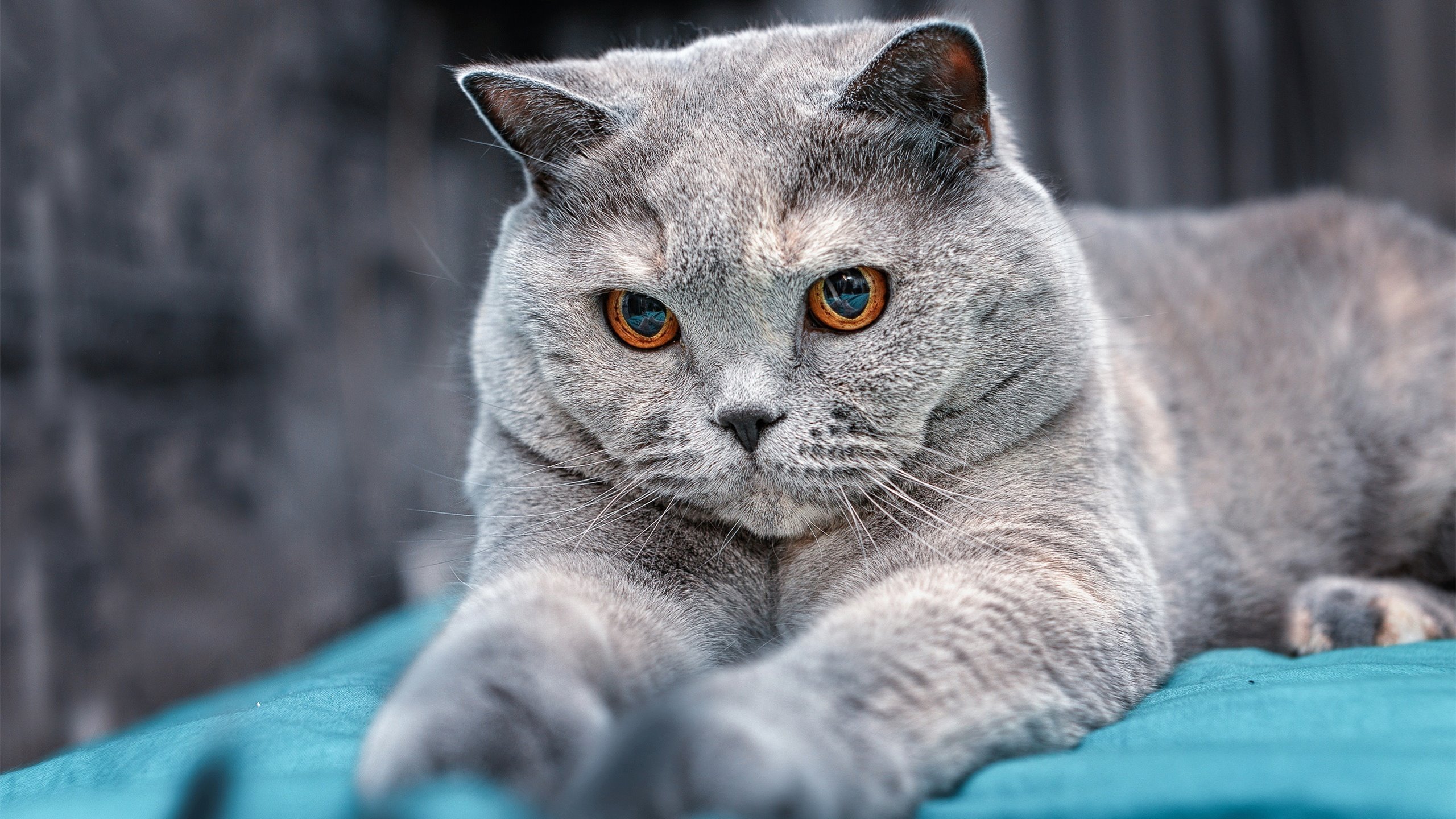 开云·体育官网APP下载-篮球训练营提供多样化训练方案，篮球训练营提供多样化训练方案英文