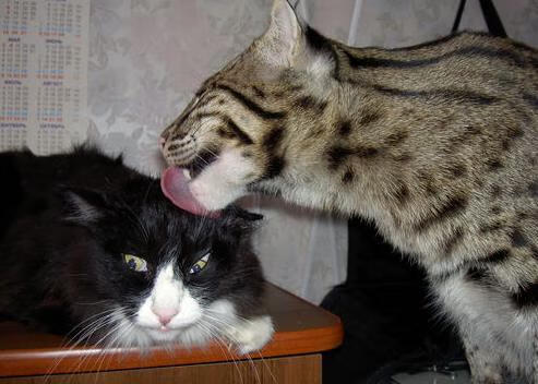 KPL赛区粉丝支持热情高涨,kpl粉丝数量