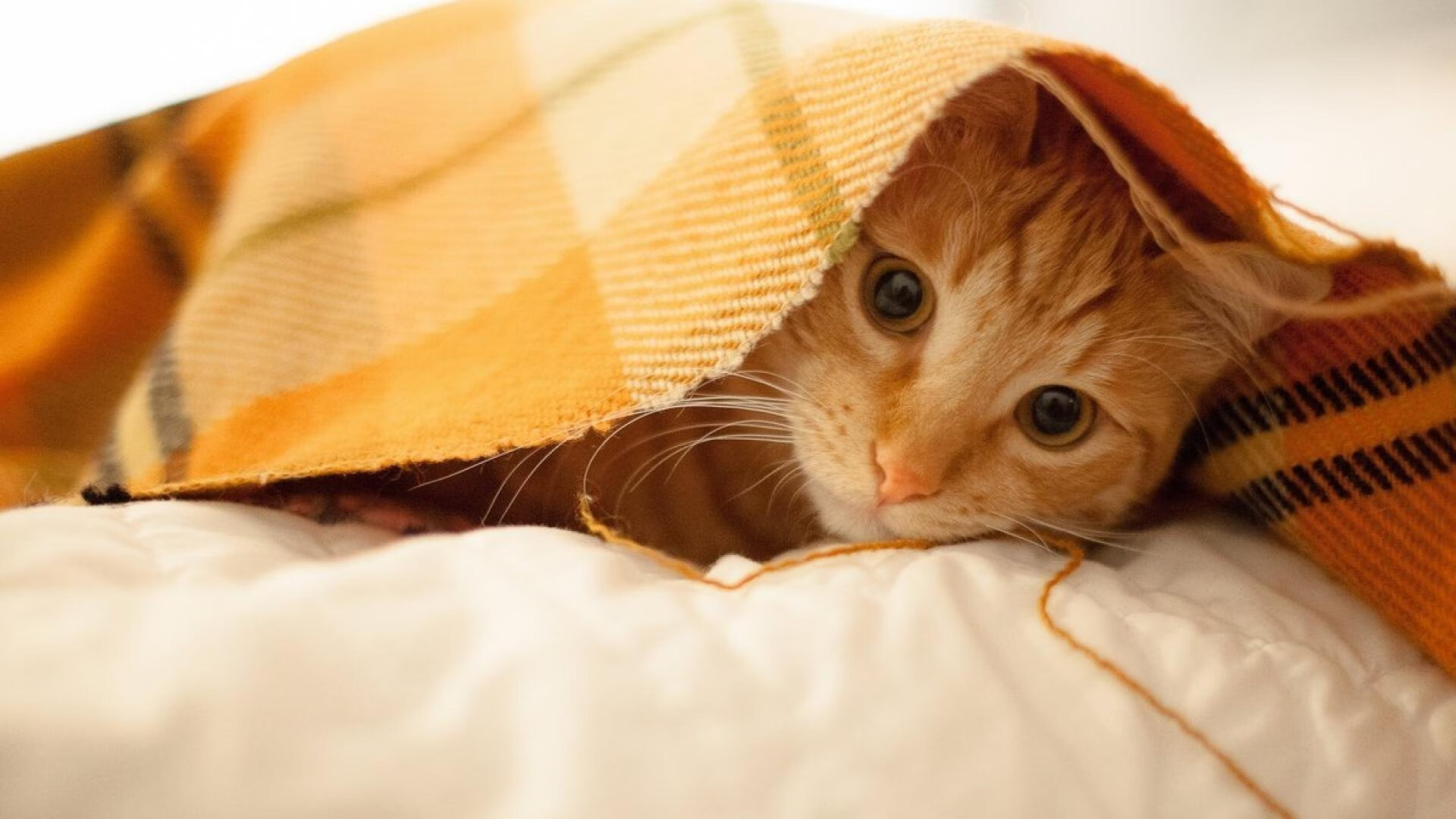 智利队潜力逐渐释放,引人注目,智利阵容名单