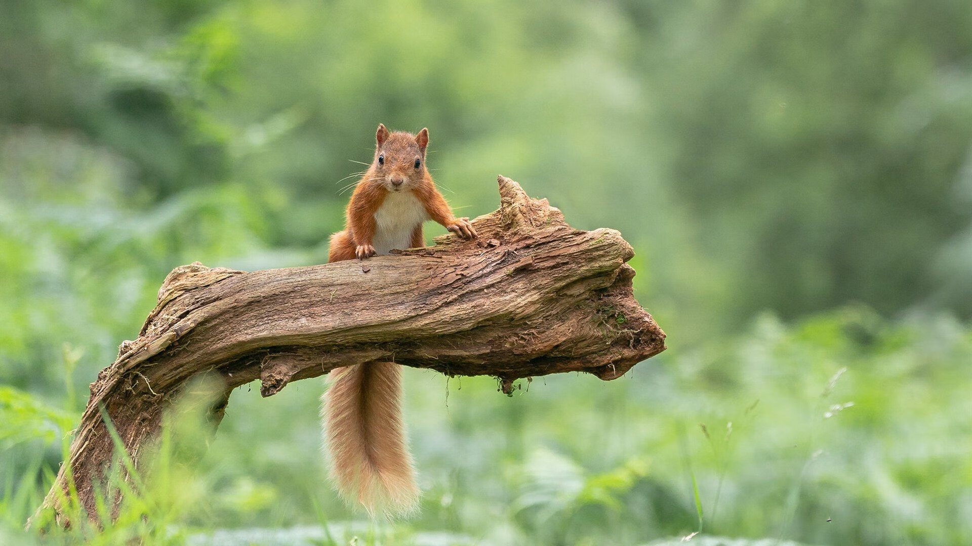 智利队潜力逐渐释放,引人注目,智利阵容名单