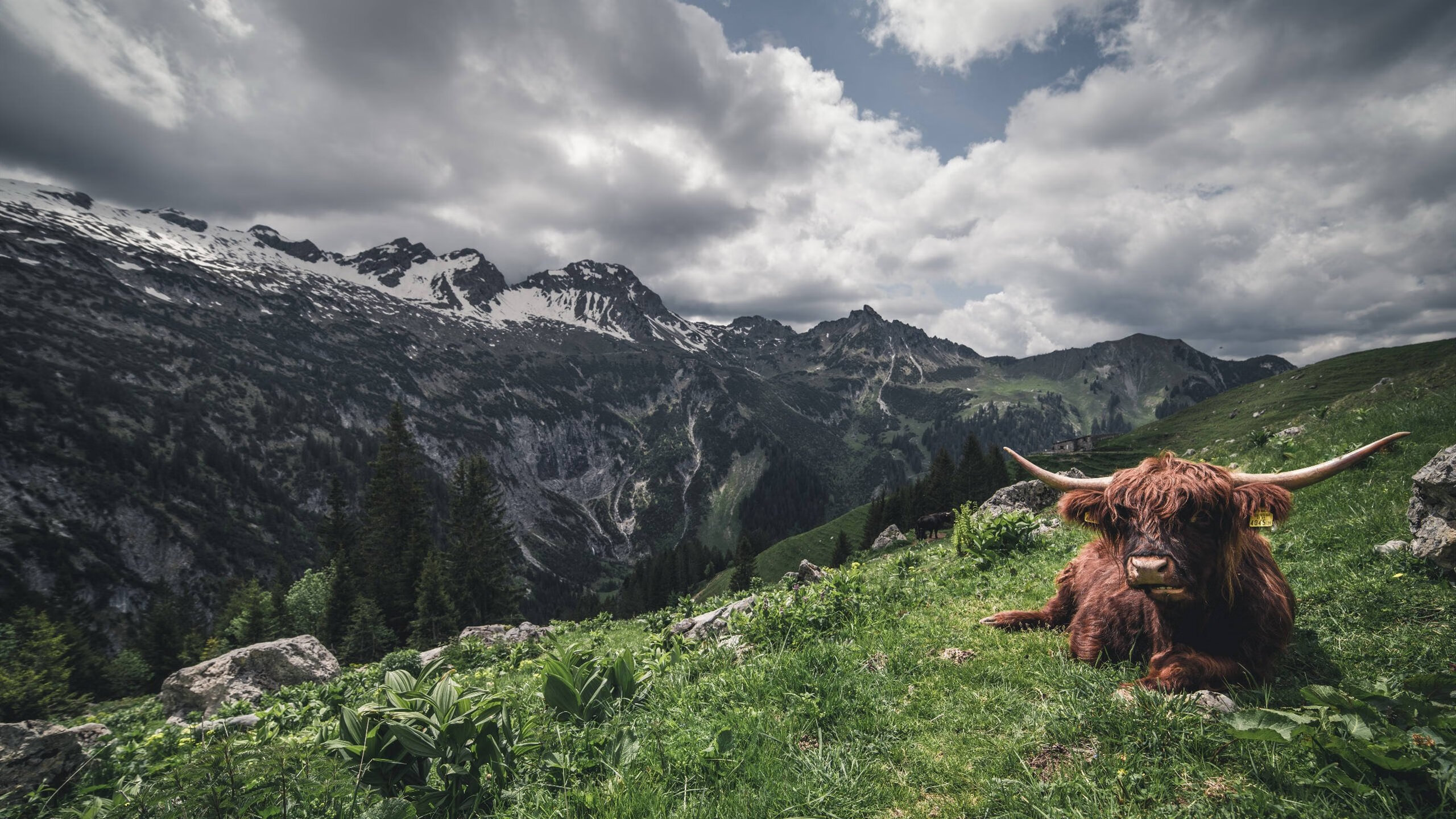 职业篮球运动员伤病管理,篮球运动员受伤类型