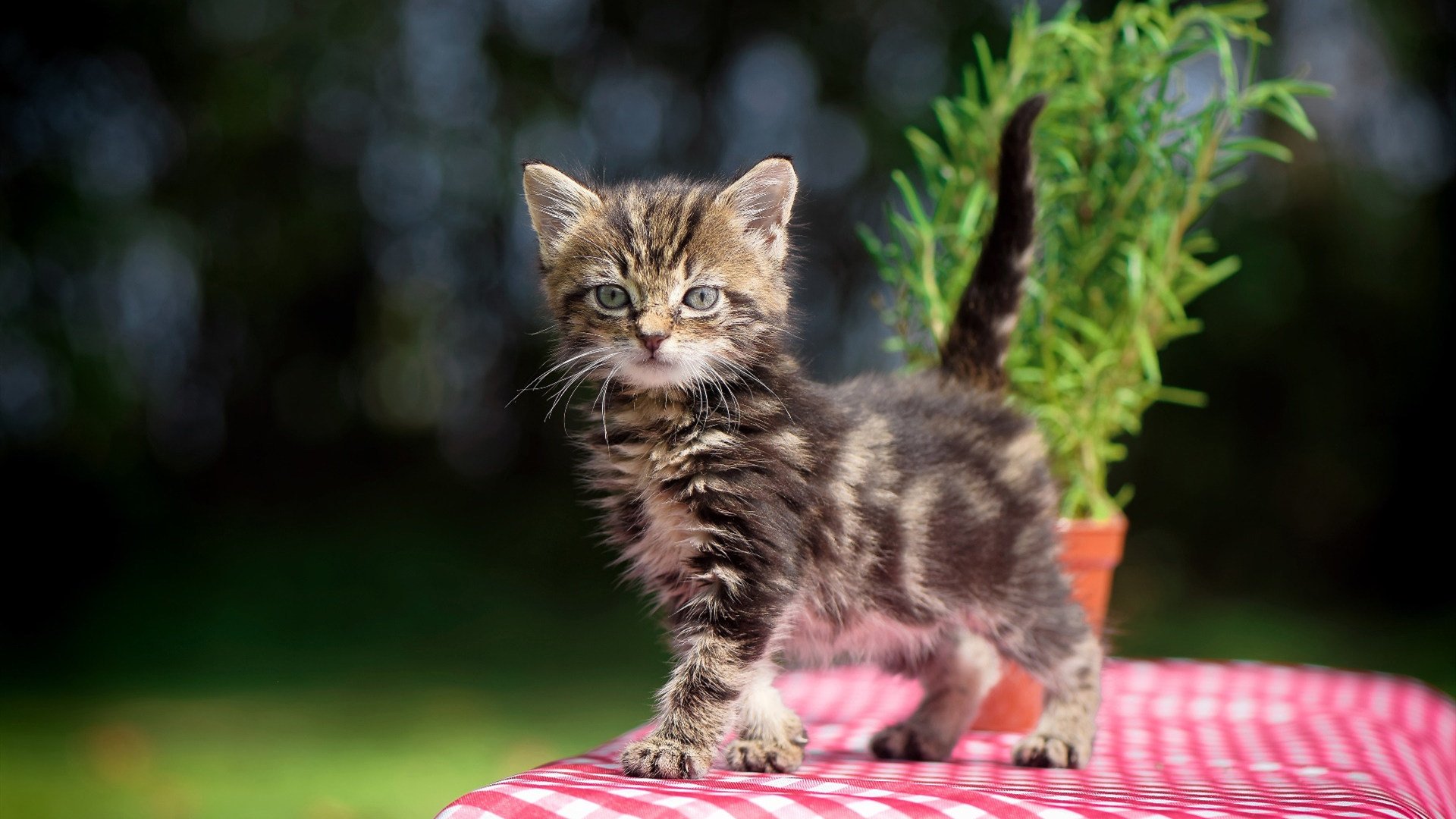 贵州队在最新一场比赛中获得惊人胜利,贵州队战绩