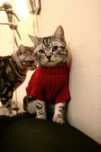 全国青年男子篮球锦标赛四川队连胜,全国青年男子篮球联赛