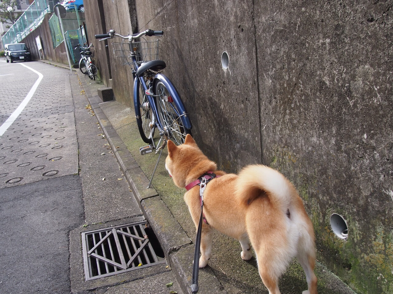 “武汉马拉松:选手们挑战极限,拼尽全力冲刺”