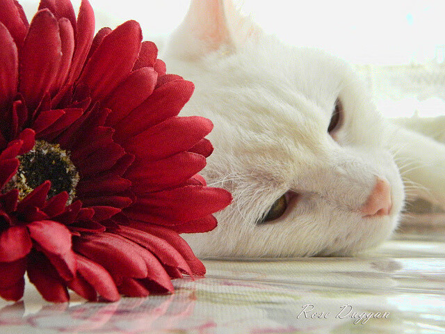 探索未来：澳大利亚队如何通过技术创新提升世界排名，澳大利亚球队怎么样