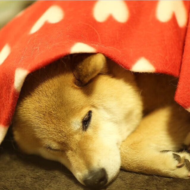 叶夫根尼娅·奇库诺娃突破极限实现自我超越,叶夫根尼·库兹涅佐夫